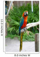 Image Colorful Parrot