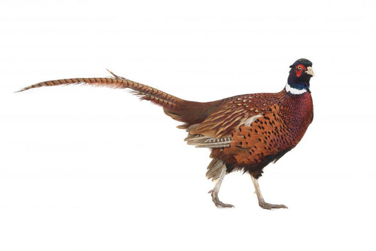 Pheasant Wall Decal