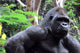 Gorilla Wall Mural
