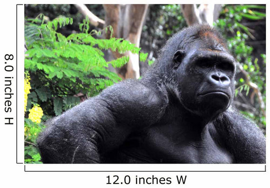 Gorilla Wall Mural
