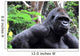 Gorilla Wall Mural