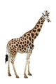 Giraffe Wall Decal