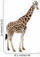 Giraffe Wall Decal