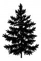 Christmas Spruce Fir Tree Silhouette Wall Decal