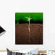 Growing plant with underground root visible Wall Mural
