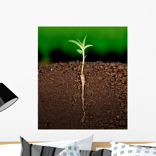 Growing plant with underground root visible Wall Mural