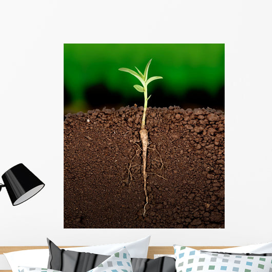 Growing plant with underground root visible Wall Mural