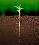 Growing plant with underground root visible Wall Mural