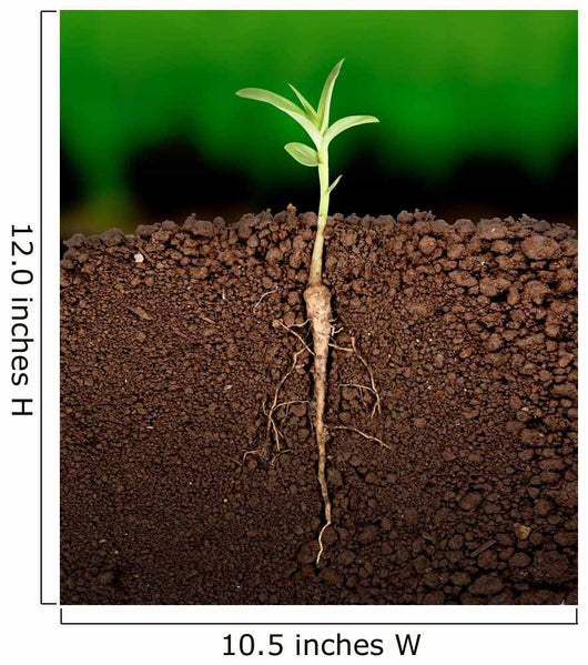 Growing plant with underground root visible Wall Mural
