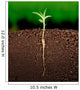 Growing plant with underground root visible Wall Mural