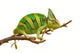 Chameleon Wall Decal