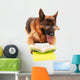 German Shepard Reading Wall Decal