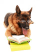 German Shepard Reading Wall Decal