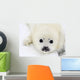 Baby harp seal pup on ice of the White Sea Wall Mural