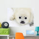Baby harp seal pup on ice of the White Sea Wall Mural