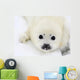 Baby harp seal pup on ice of the White Sea Wall Mural
