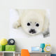 Baby harp seal pup on ice of the White Sea Wall Mural