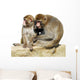 Detourage Macaques Du Japon