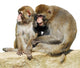 Detourage Macaques Du Japon
