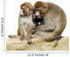 Detourage Macaques Du Japon