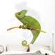 Chameleon Wall Decal