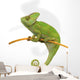 Chameleon Wall Decal