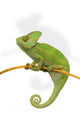 Chameleon Wall Decal