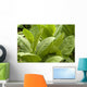 Tobacco leafs at plantation in Cuba Wall Mural