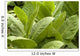 Tobacco leafs at plantation in Cuba Wall Mural