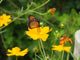 Flowers and Butterfly Wall Mural