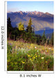 Wildflowers Cover Hillside Olympic Wall Mural