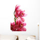 Dark Pink Orchid