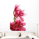 Dark Pink Orchid