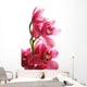 Dark Pink Orchid