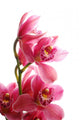 Dark Pink Orchid