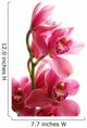 Dark Pink Orchid