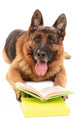 Funny Cute Dog with