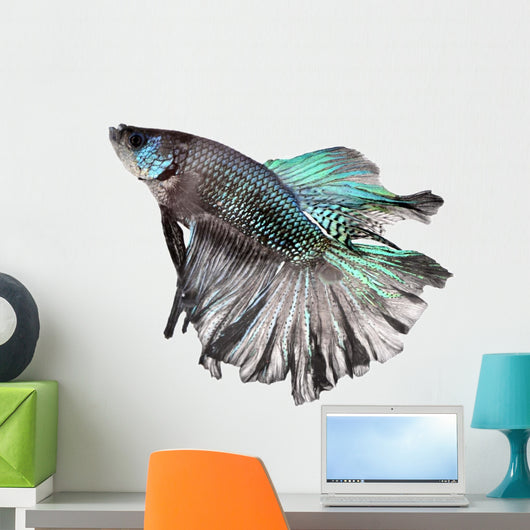 Siamese Fighting Fish Wall Decal