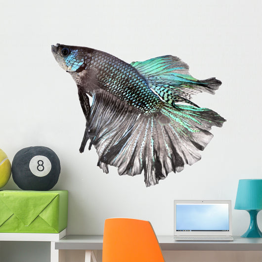 Siamese Fighting Fish Wall Decal