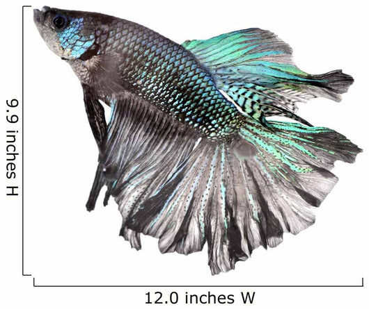 Siamese Fighting Fish Wall Decal