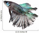 Siamese Fighting Fish Wall Decal