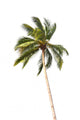 Coconut tree Wall Decal