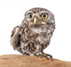 Little Owl Wall Decal