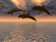 Dolphin Red Sunset Wall Mural
