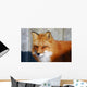 Red Fox Wall Mural