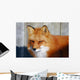Red Fox Wall Mural