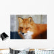 Red Fox Wall Mural