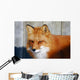 Red Fox Wall Mural