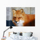 Red Fox Wall Mural