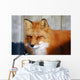 Red Fox Wall Mural